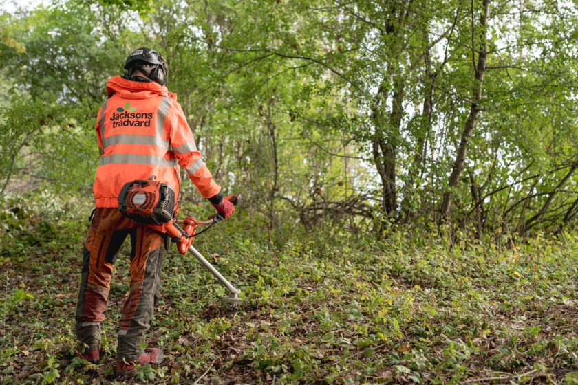 trädbesiktining-göteborg-stockholm-jacksons-trädvård trädbeskärning trädfällning naturvård stubbfräsning