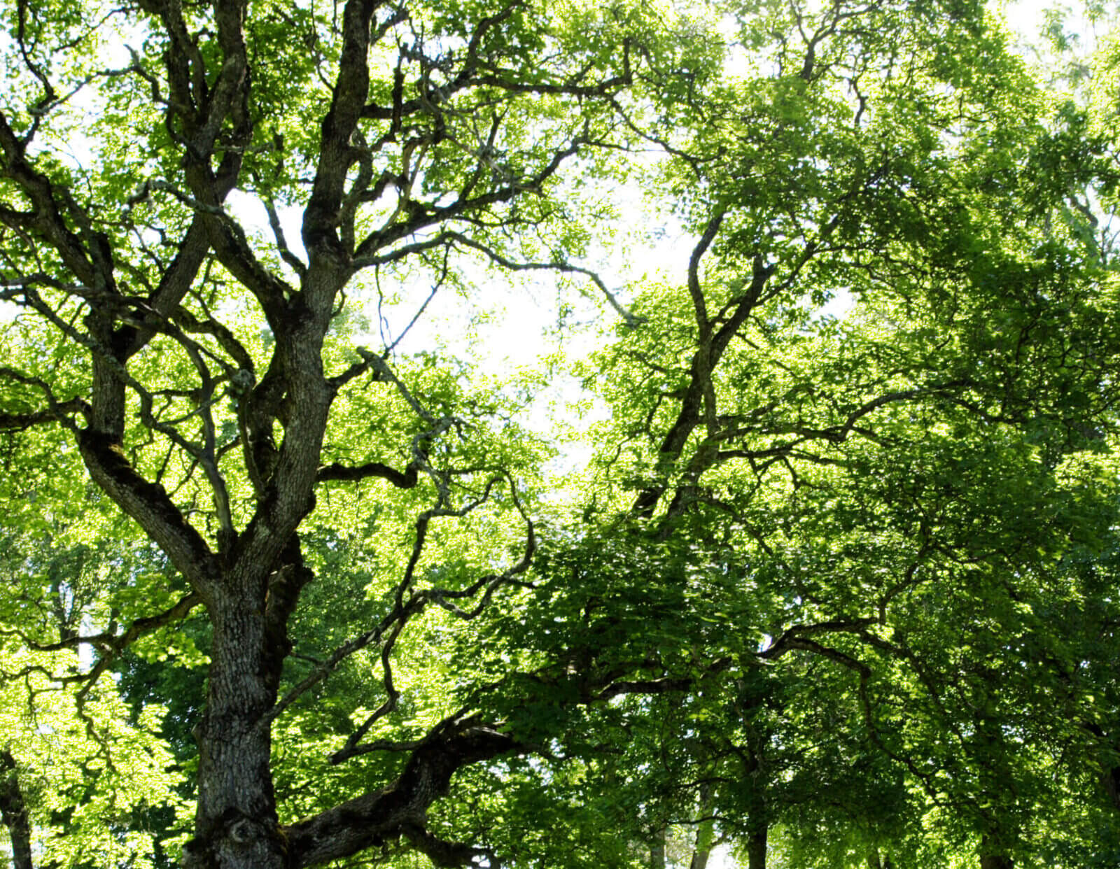 Arborist, trädfällning, beskärning, stubbfräs | Jacksons Trädvård